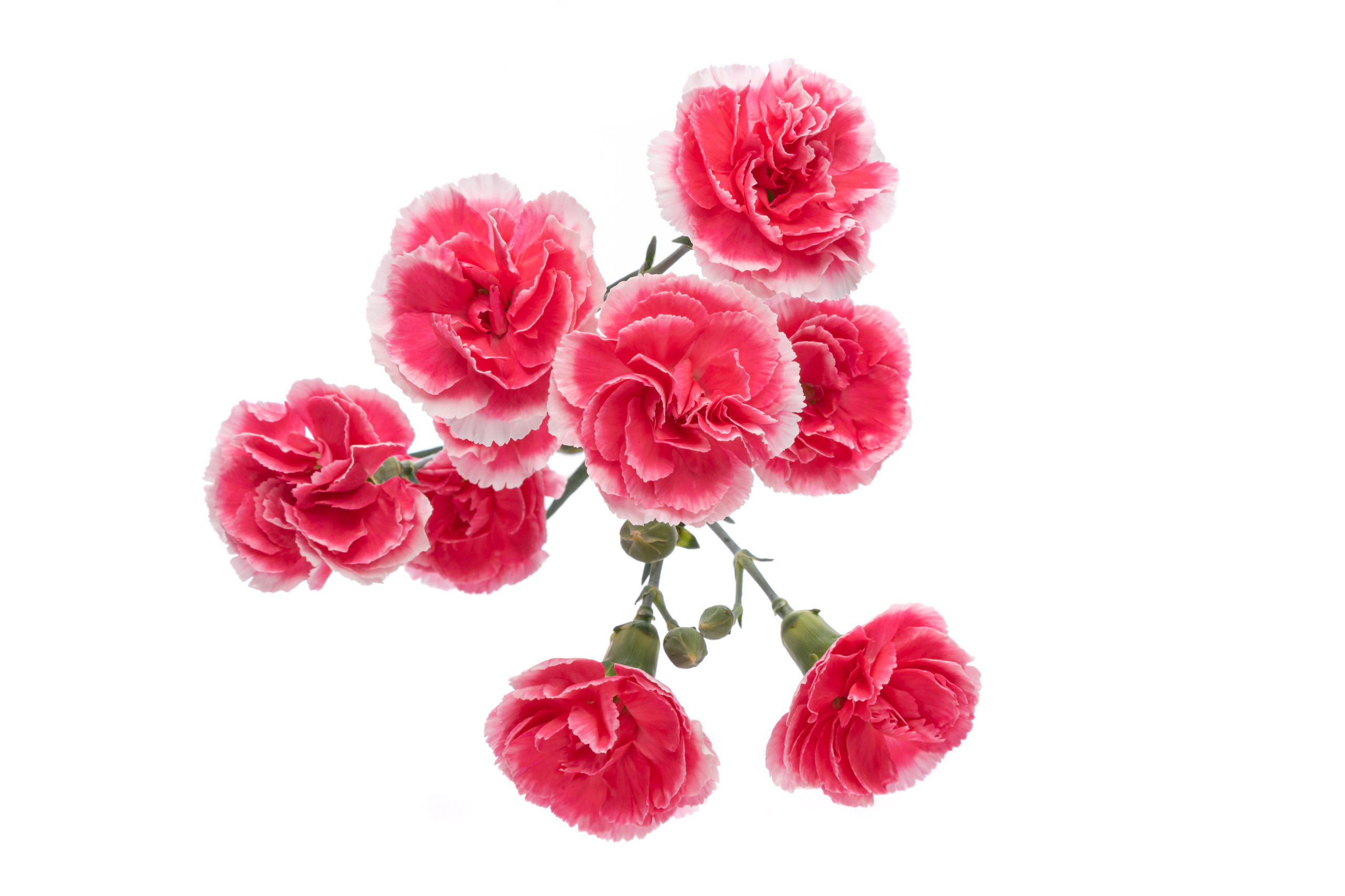 Cherry Tessino