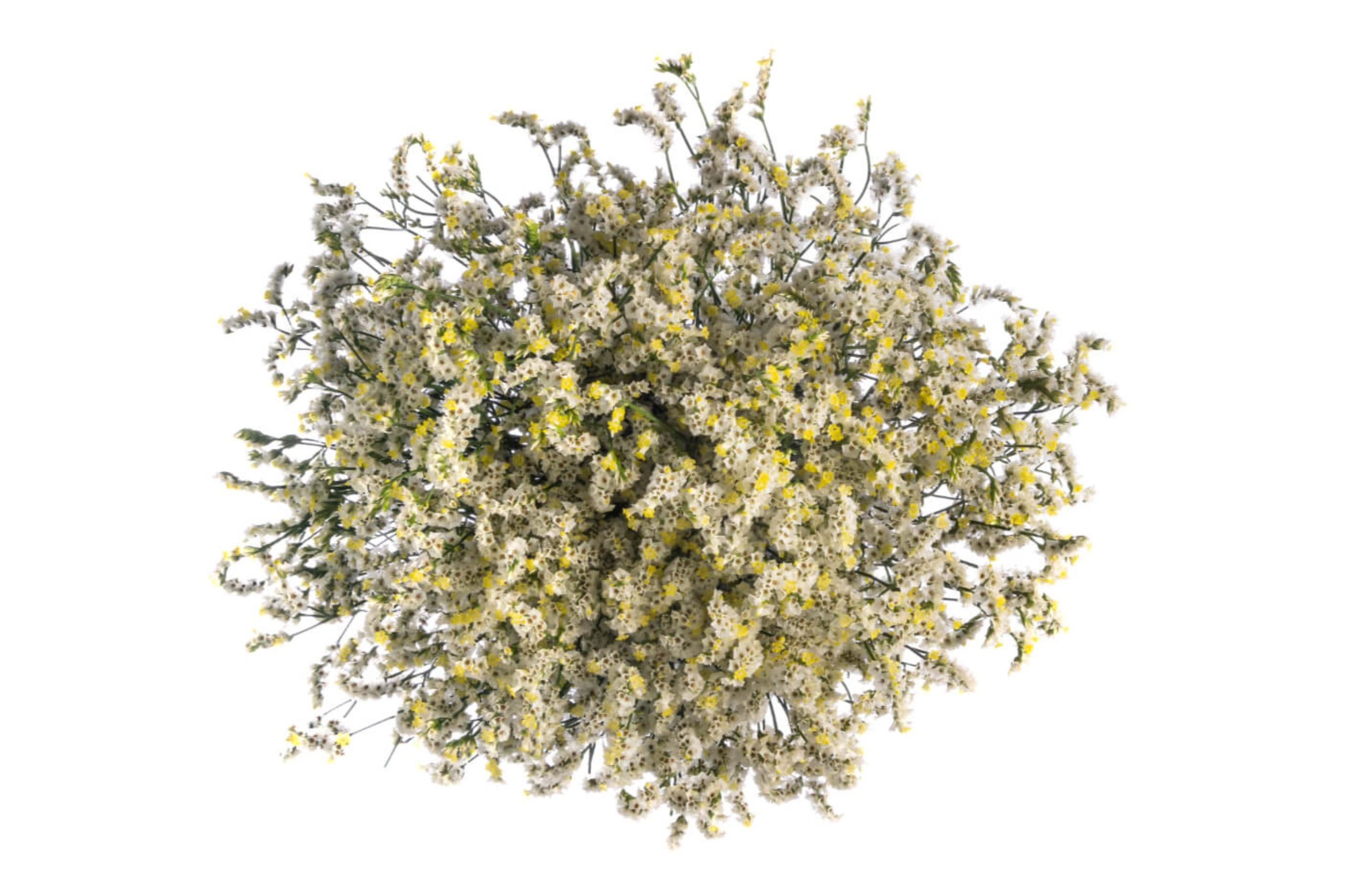 White Sinensis