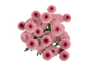 Dotty Cherry