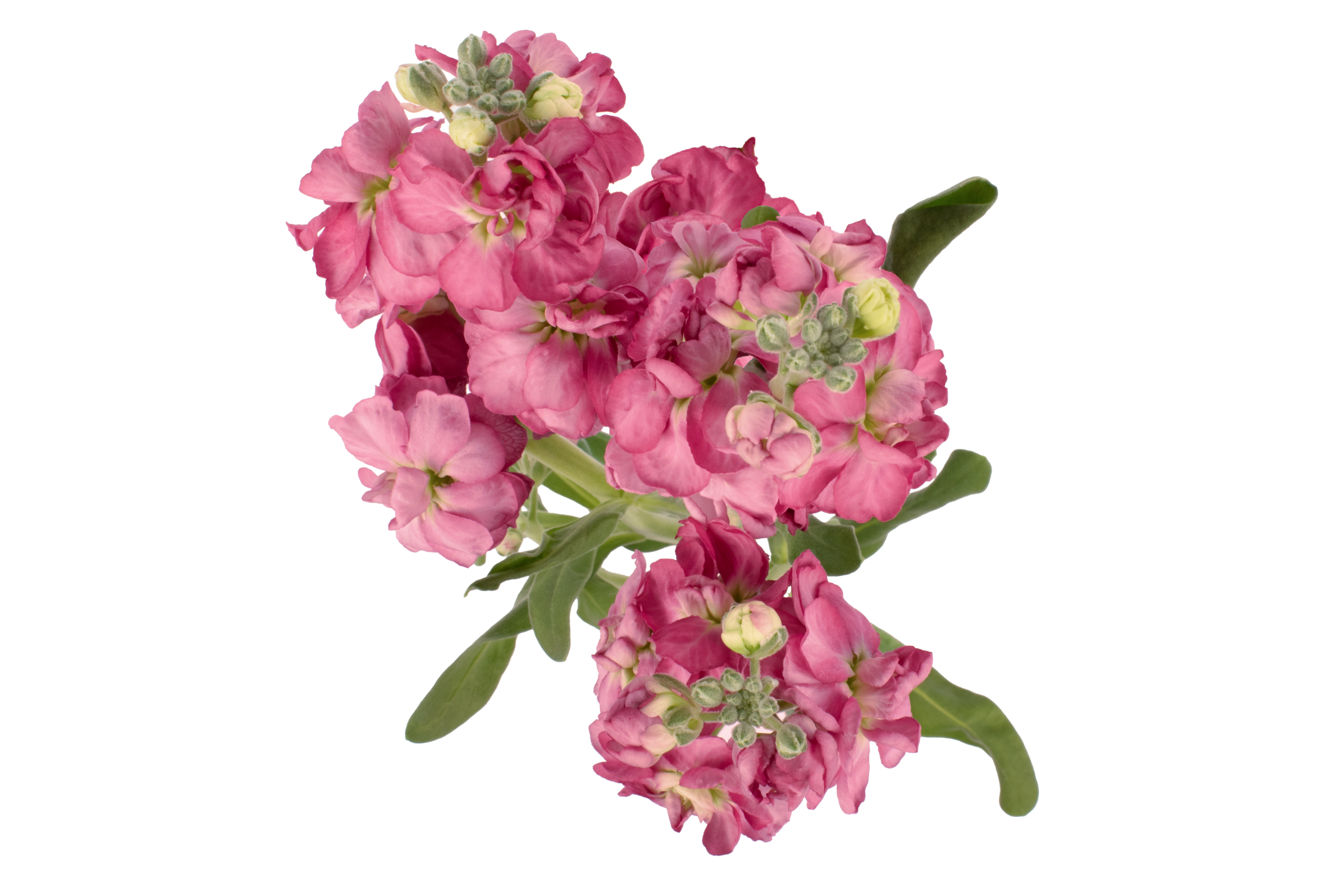 Antique Dark Pink