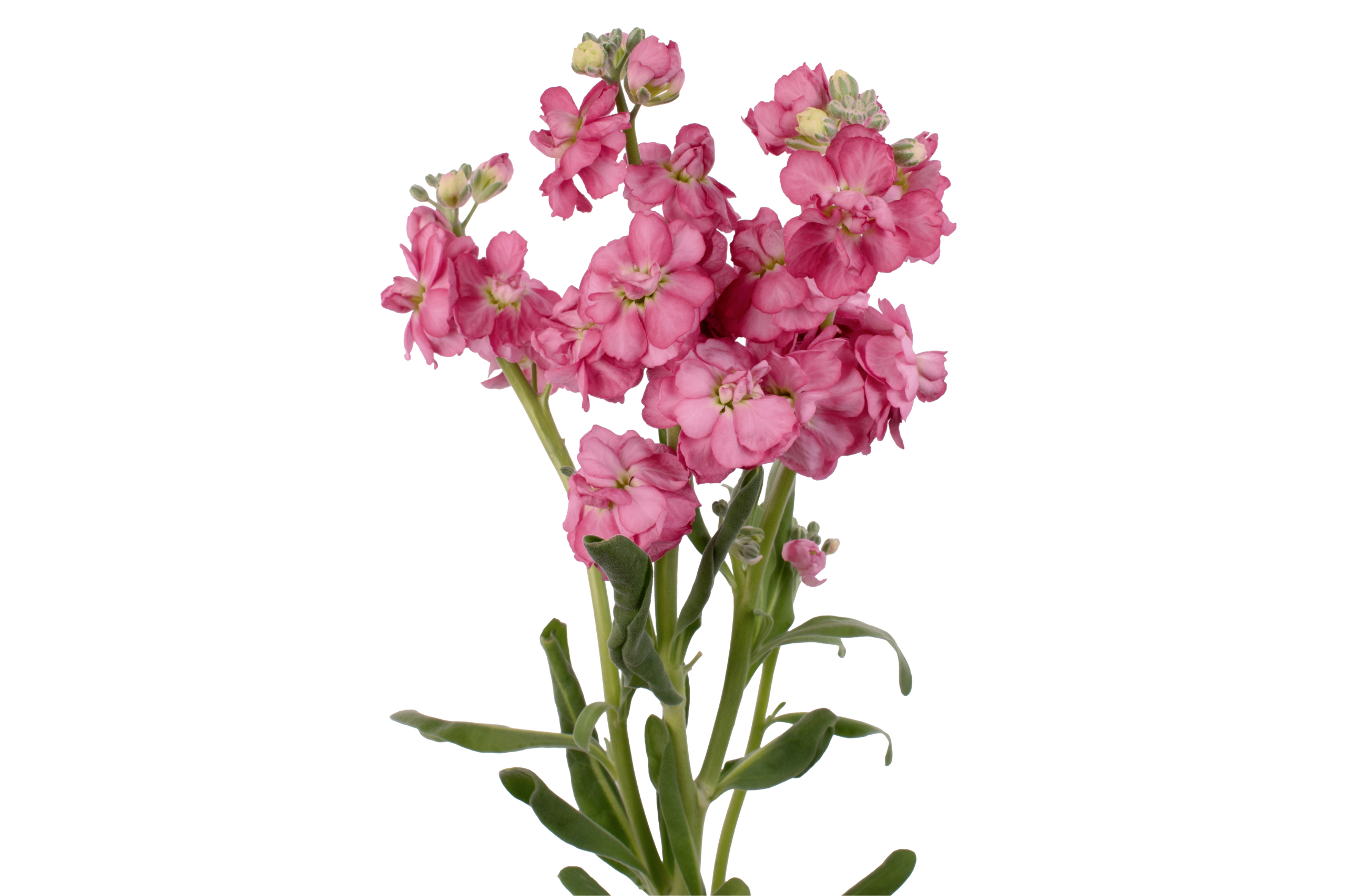 Antique Dark Pink