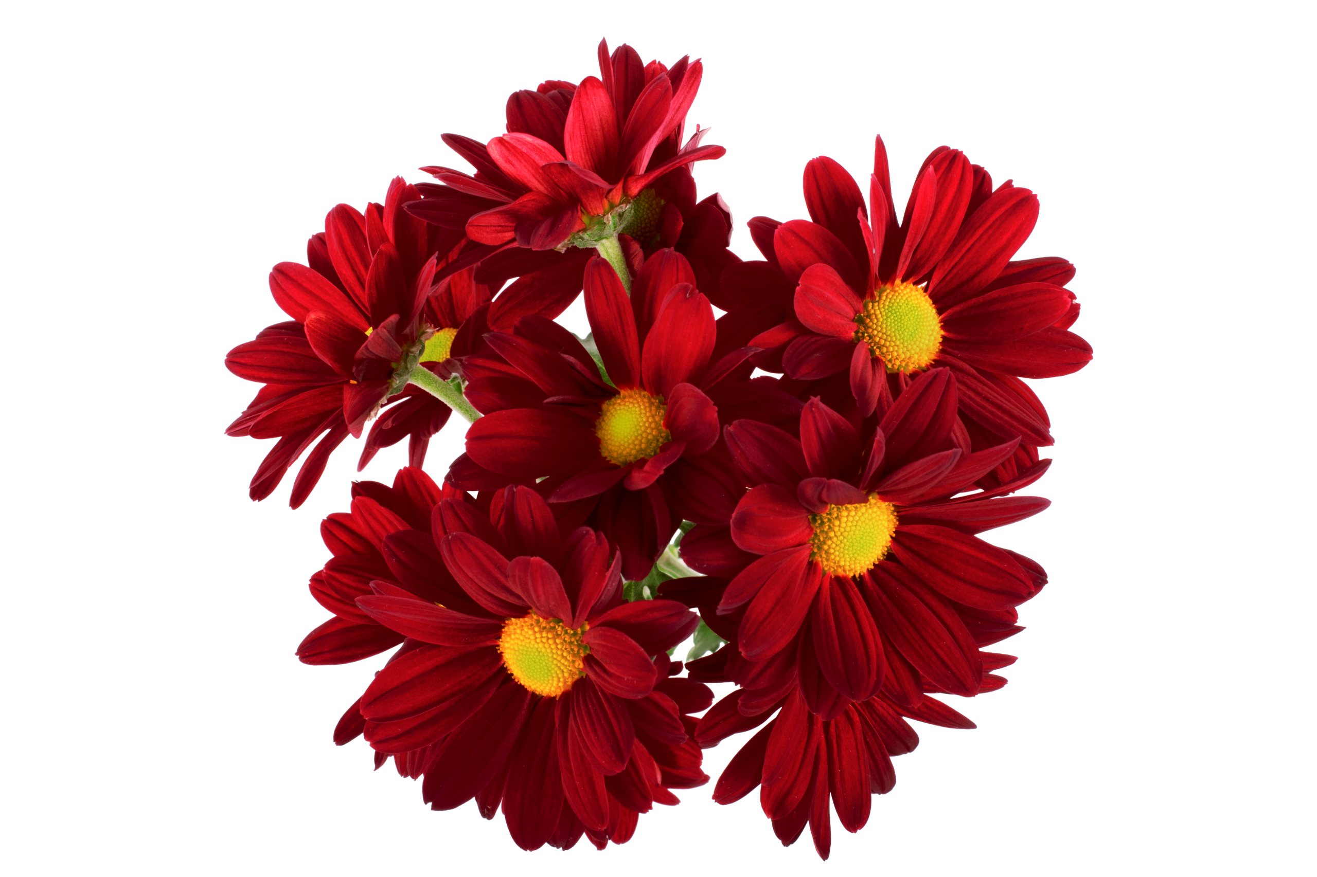 Amor Crimson
