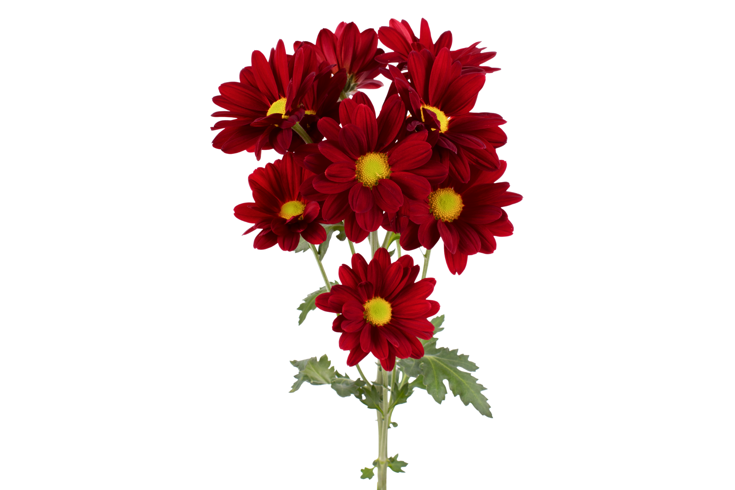 Amor Crimson