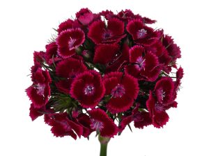 Breanthus Jolly