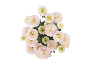 Dotty Soft