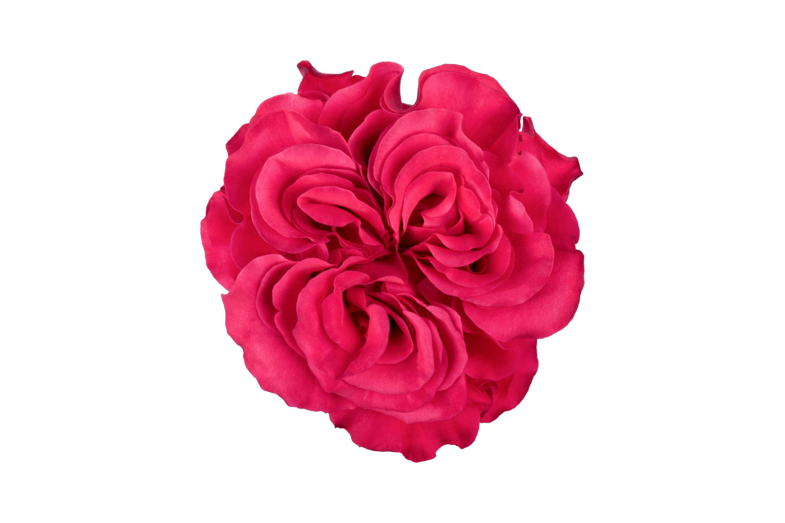 Exotix Berry flower, Ah!Maze Rose