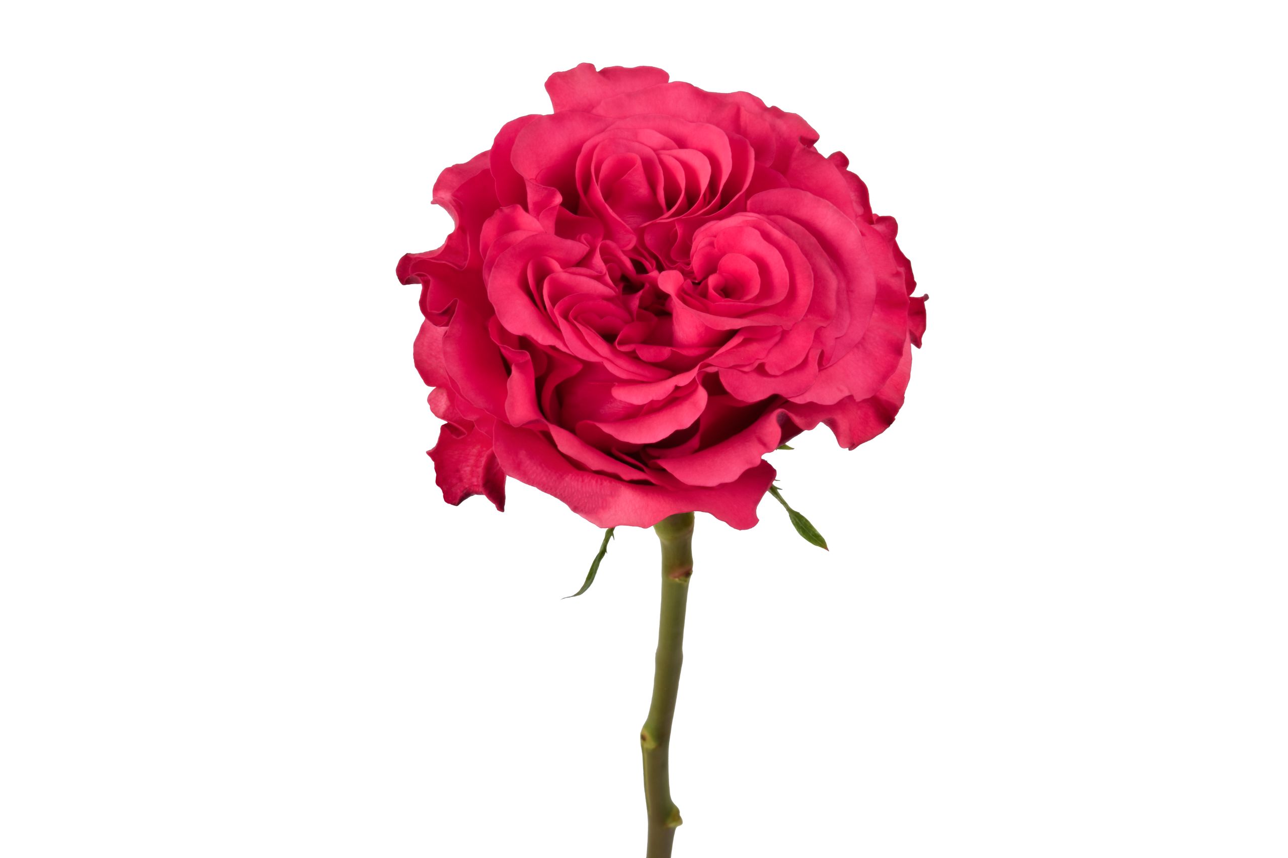 Exotix Berry flower, Ah!Maze Rose