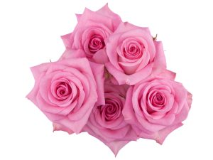 Spray roses