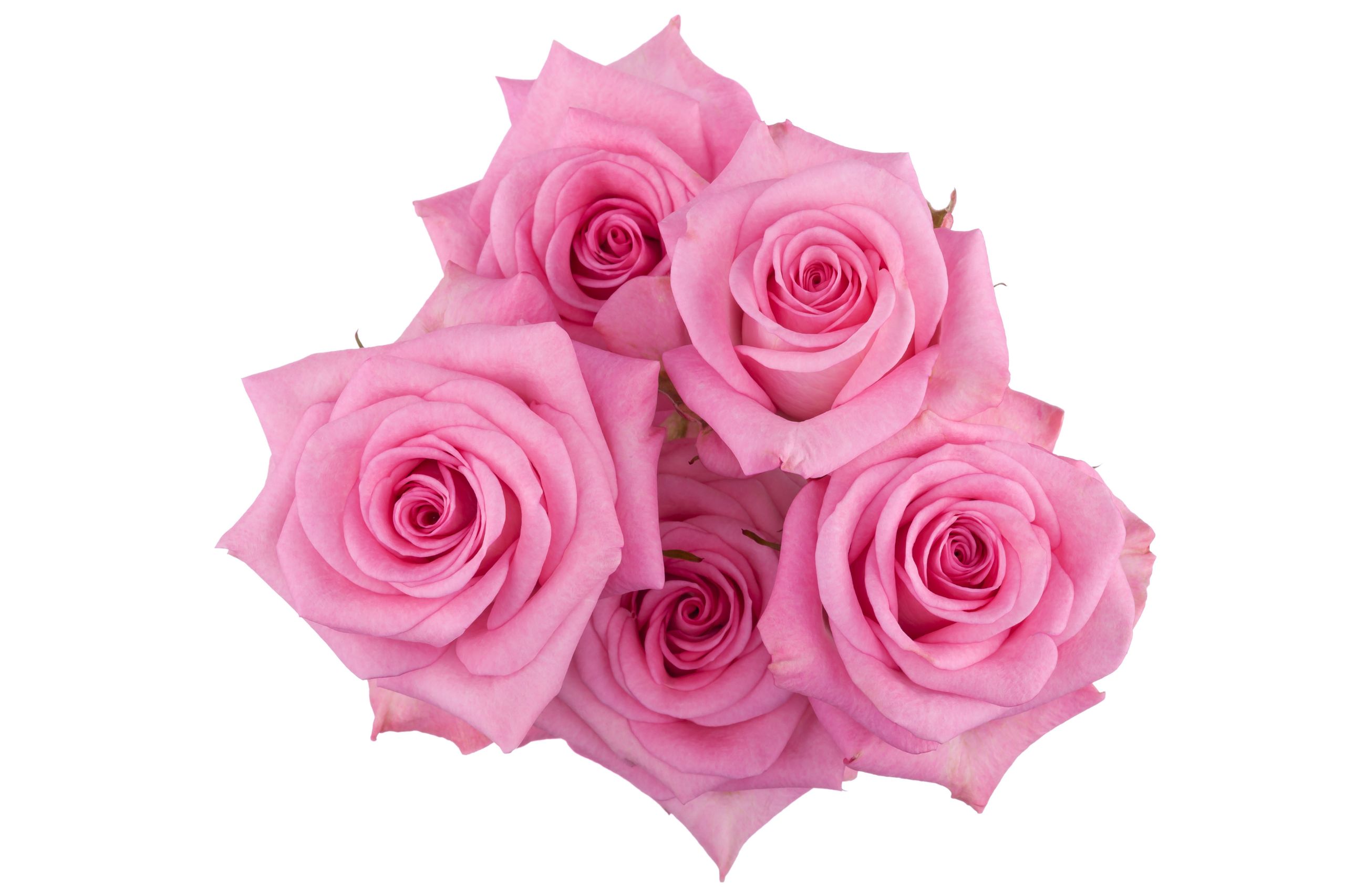 Spray roses