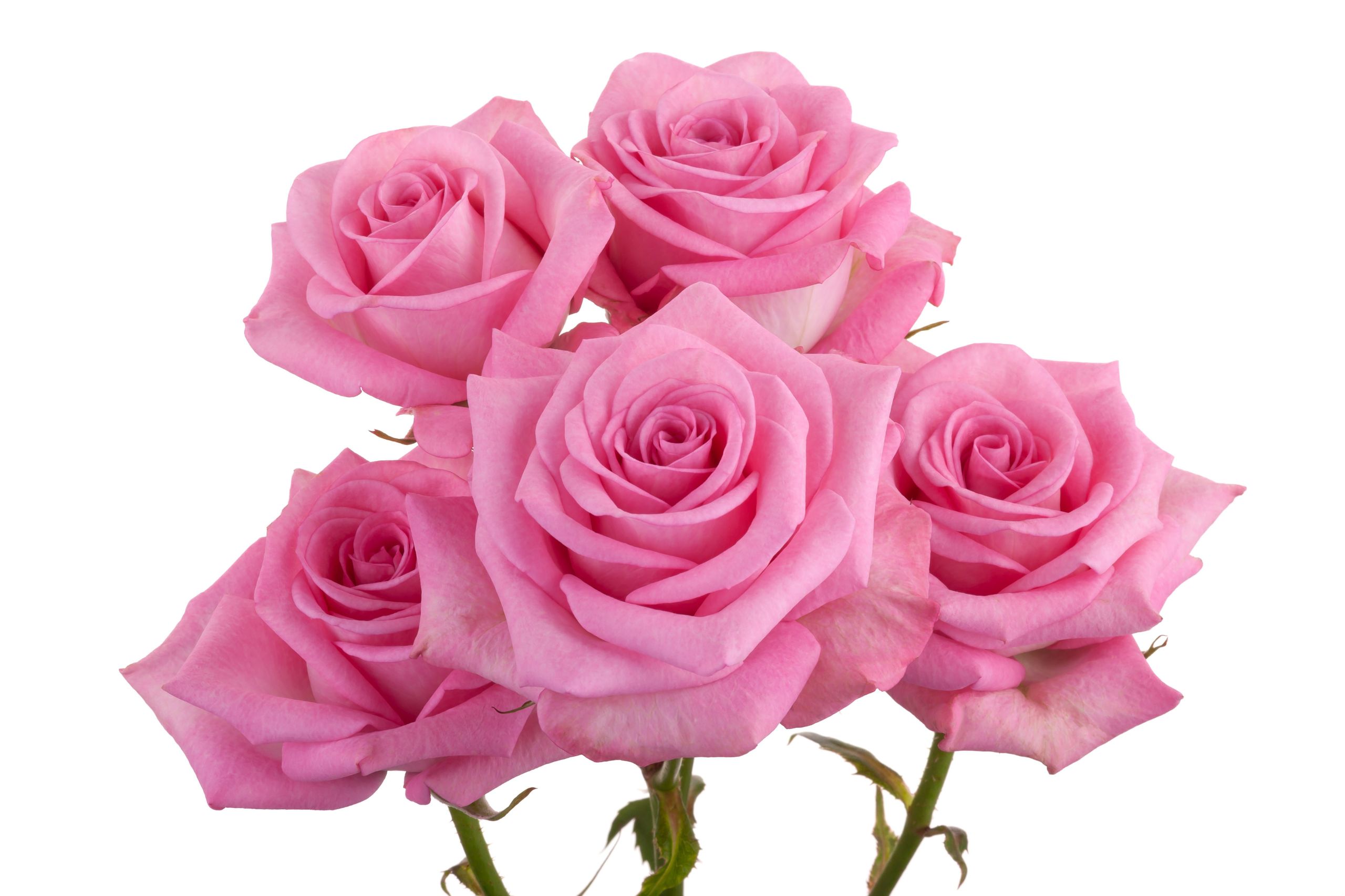 Spray Roses
