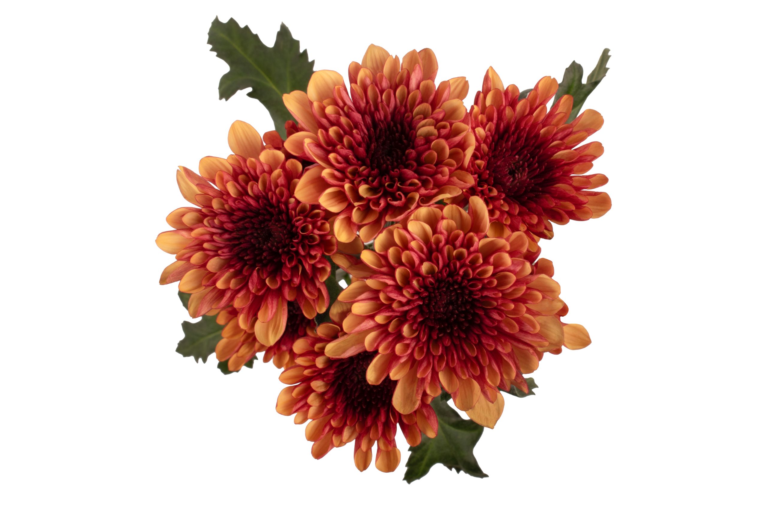 Pompon cushion