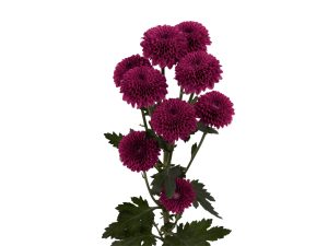 Pompon Novelty