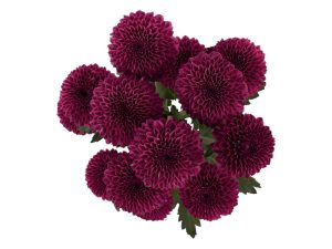 Pompon Novelty